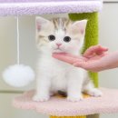 순한고양이 이미지