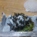 펫스토어1004 이미지