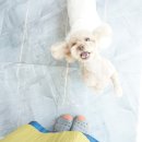 메이요미
