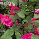 호텔 코지 명동 네이버블로그