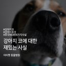 아이펫동물병원 네이버블로그