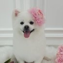 설 grooming 이미지