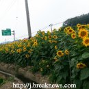 탑정마을 이미지