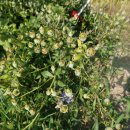 남원 진기리 느티나무 이미지