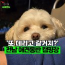 A9 | 강아지가 좋아하는 전남 캠핑장 '장성 편백힐 치유의 숲' (A8, A9사이트 후기)