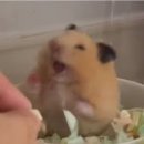 율참치 이미지