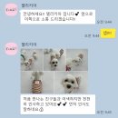 델리키아 이미지