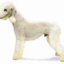 베드링톤 테리어(Bedlington Terrier) 이미지