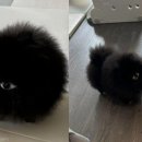 뭉치펫 이미지