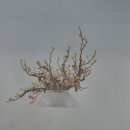 경기음식연구원 박종숙님 이미지