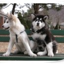 현대동물병원 애견용품 이미지