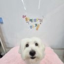 럭키하개 이미지