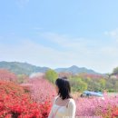 완산-48 | 🌸 전주 완산공원 겹벚꽃 만개시기! 봄에 꼭 가야 하는 벚꽃 명소 작년에다녀왔어요
