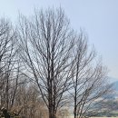 섬진강대나무숲길 이미지