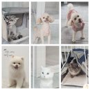 원 반려동물 미용실 | 갈산동애견미용 원반려동물미용실에서 우리 강아지 깔끔하게 변신했어요