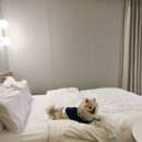 더휴식 아늑 인천송도점 이미지