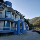 로얄트리 이미지