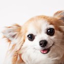 선녀와 강아지 이미지