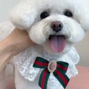 강남펫살롱 이미지