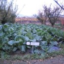 삼구농장 이미지