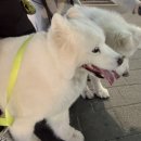 도안자동차공업사 | 관악구 합리적인 보험처리는 어디서 하는 게 좋을까?