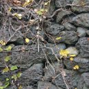 돌담하우스(민박) 이미지