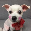 레몬이네 그루밍샵 이미지