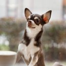 이수동물병원 이미지