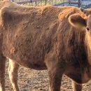 창원한우농장 이미지