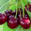 체리 이미지