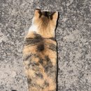 다온나루 티스토리