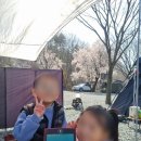 29번째 캠핑) 울산 언양 캠핑월드 - 벚꽃 캠핑(사이트 A1, A4, A5)