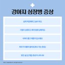 대흥동물병원 네이버블로그
