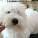 투개더 펫 이미지