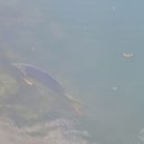 추곡터널낚시터 이미지