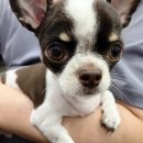 보떼드숑 이미지