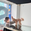 언더독 | 부산 서면 사진관 스폿라이트 반려견 언더독 촬영 후기와 꿀팁