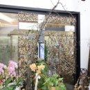 파크 블러썸 이미지