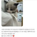 댕냥구리 강아지분양 고양이분양 구리본점 네이버블로그