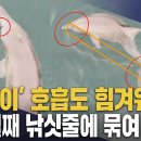 [제주MBC뉴스] 낚싯줄 걸린 '종달이'‥상태 악화 이미지