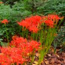 동읍220 | 2025 창원 산호동 꽃무릇축제, 임시주차장과 셔틀버스 이용 팁까지!