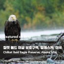 볼드이글