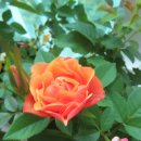 하트커피 이미지