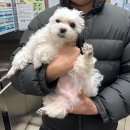 본마트(영등점) | 11월/ 산이는 넘 귀여워 그리고 라식한 백수의 일상