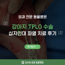 송파바로동물병원 | 송파구 동물병원 강아지 TPLO 수술 후기