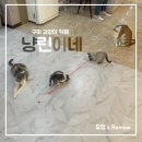 냥린이네 | 구미 인동 고양이카페 추천, 아기고양이가 많은 &#39;냥린이네&#39;