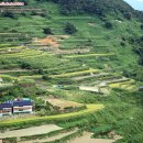 다랭이마을 이미지