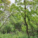 용담 섬바위마트 | [인천 섬 여행] 자월도 당일치기 | 초보도 쉬운 트레킹, 걸음마다 감탄이 터저!