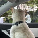 한강켄넬 이미지