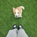 허니바우 이미지